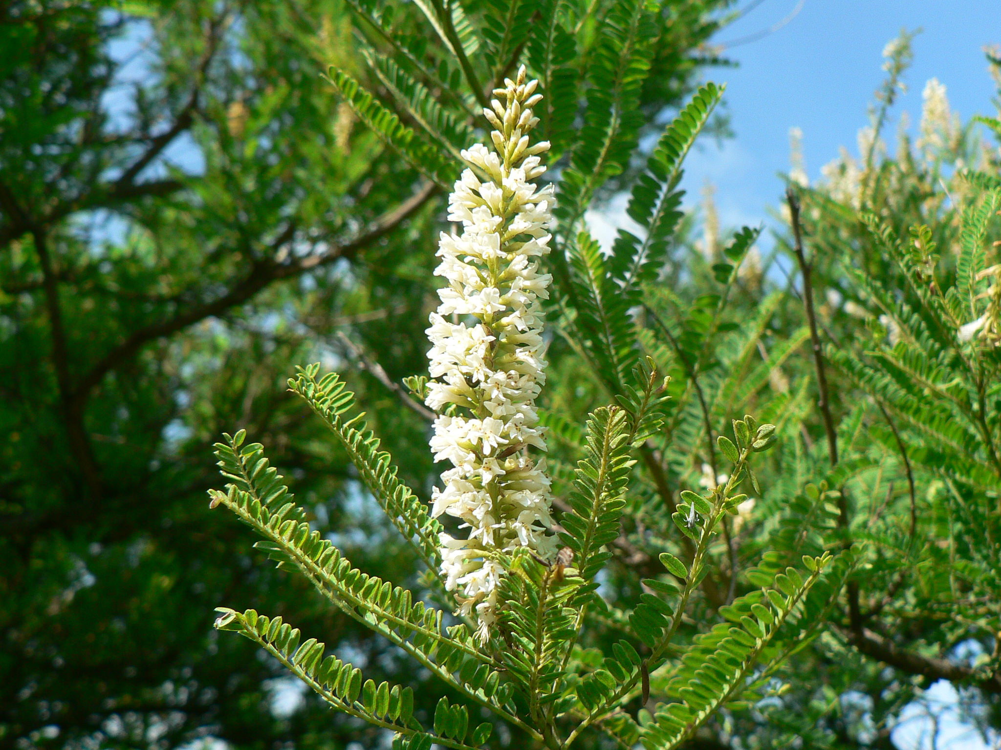 Eysenhardtia polystachya